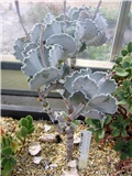 Cotyledon undulata